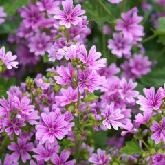 Malva sylvestris - Groot kaasjeskruid