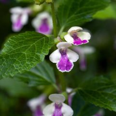 Melittis melissophyllum Royal Velvet - Bijenblad