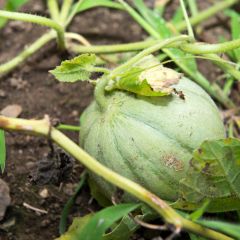 Cantaloupe-meloen Charentais - Vilmorin