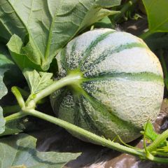 Cantaloupe-meloen Diabolo F1 - Vilmorin