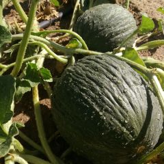 Wintermeloen Vert Olive d'Hiver BIO - Ferme de Sainte Marthe