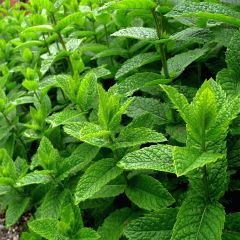 Witte pepermunt BIO - Mentha piperita Alba