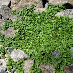 Mentha requienii - Corsicaanse munt