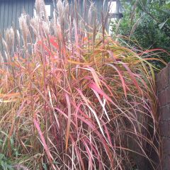 Miscanthus sinensis Ghana - Prachtriet