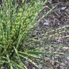 Miscanthus sinensis Gold Bar - Prachtriet