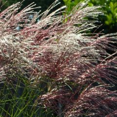 Miscanthus sinensis Grosse Fontäne - Prachtriet