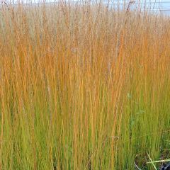 Molinia caerulea Edith Dudszus - Pijpenstrootje
