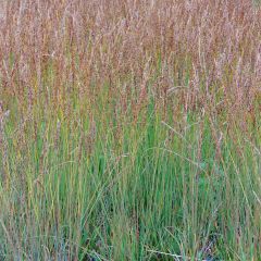 Molinia caerulea Moorhexe - Pijpenstrootje