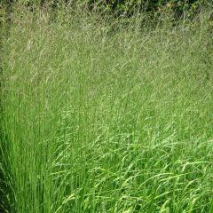 Molinia caerulea arundinacea Skyracer - Pijpenstrootje