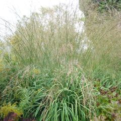 Molinia caerulea arundinacea Transparent - Pijpenstrootje