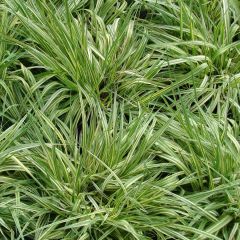 Molinia caerulea ssp caerulea Variegata - Pijpenstrootje
