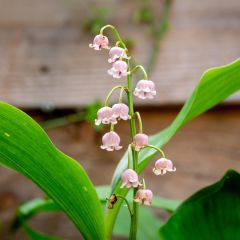 Convallaria majalis Rosea - Lelietje-van-dalen roze