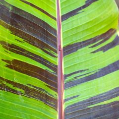 Musa sikkimensis Red Tiger - Darjeeling-banaan