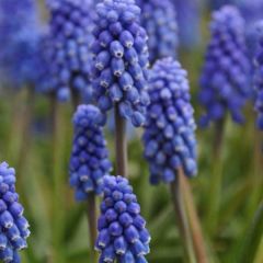 Muscari armeniacum Dark Eyes - Blauwe druifjes