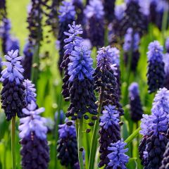 Muscari latifolium - Blauwe druifjes