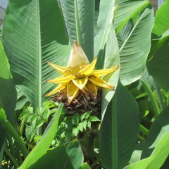 Musella lasiocarpa - Gouden lotusbanaan