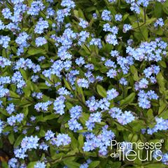 Myosotis sylvatica Savoie Blue (plugplanten) - Bosvergeet-mij-nietje
