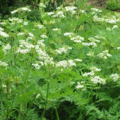 Myrrhis odorata - Roomse kervel