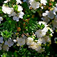 Myrtus communis Tarentina - Mirte