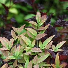 Nandina domestica Obsessed Seika - Hemelse bamboe