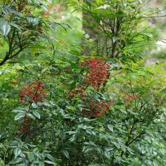 Nandina domestica - Hemelse bamboe