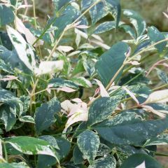Nandina domestica Twilight - Hemelse bamboe