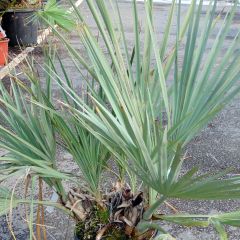 Nannorrhops ritchiana Silver - Mazaripalm