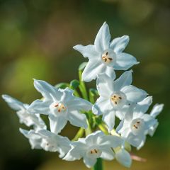 Narcissus papyraceus Paperwhite - Tazetta-narcis