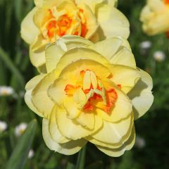 Narcissus Tahiti - dubbele narcis