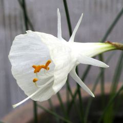Narcissus Cantabricus (White) - Bolbuikige Narcis