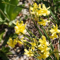 Narcissus Hawera - Dwergnarcis