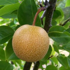 Nashipeer Shinseiki - Pyrus pyrifolia