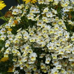 Nemesia Sunsatia Plus Little Vanilla - Elfenspiegel