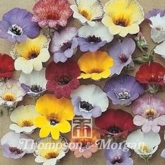 Nemesia strumosa Compacta Tapestry (zaad) - Elfenspiegel