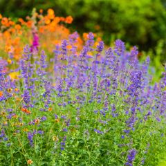 Nepeta faassenii Six Hills Giant - Kattenkruid
