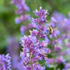Nepeta racemosa Grog - Kattenkruid