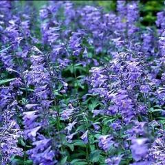 Nepeta sibirica Souvenir d Andre Chaudron - Siberisch kattenkruid