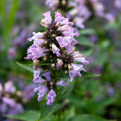 Nepeta subsessilis Sweet Dreams - Kattenkruid