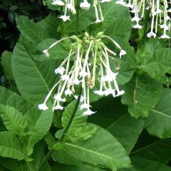 Nicotiana sylvestris Only the Lonely - Siertabak