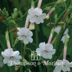 Nicotiana suaveolens (zaad) - Australische tabak