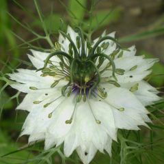 Nigella damascena Miss Jekyll Wit (zaad) - Juffertje-in-het-groen