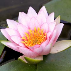 Nymphaea Fabiola - Waterlelie
