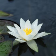 Nymphaea tetragona - Waterlelie