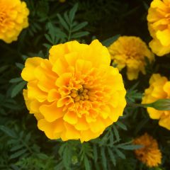 Afrikaantje - Tagetes patula Durango Yellow