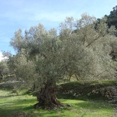 Olea europaea - Olijfboom op een steel