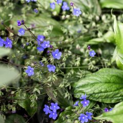 Omphalodes cappadocica Cherry Ingram - Voorjaarsvergeet-mij-nietje
