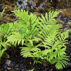 Onoclea sensibilis - Bolletjesvaren