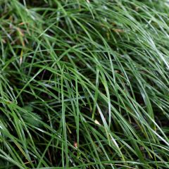 Ophiopogon planiscapus - Slangenbaard