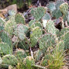Opuntia phaeacantha Mojavensis - Schijfcactus