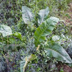 Spinaziezuring BIO - Rumex patientia